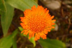 2013-08-18_Regina-F-Rau_Schachen_Blumen  (029).JPG